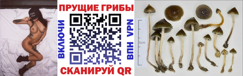 Псилоцибиновые грибы Magic Shrooms  как найти   Долгопрудный 